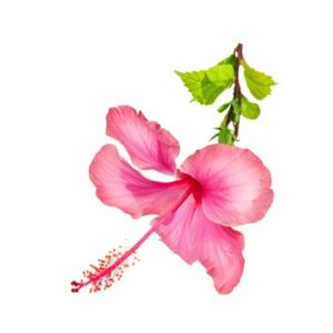 Hibiskus 30 ml